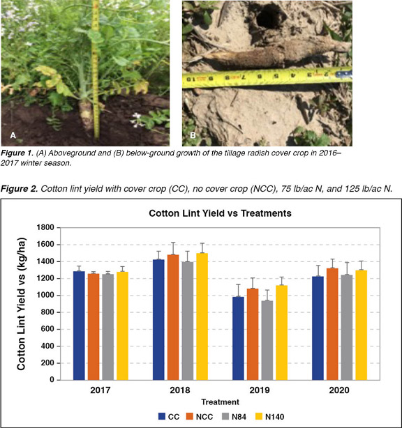 Nitrogen and Cover Crop Effect on Yield and Soil
Water for Cotton and Corn